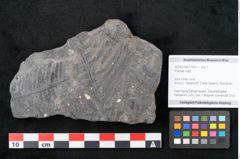 Foto (Objekt + Etikett) von Plantae indet.  (NHMW-GEO-2024-0188-11521)